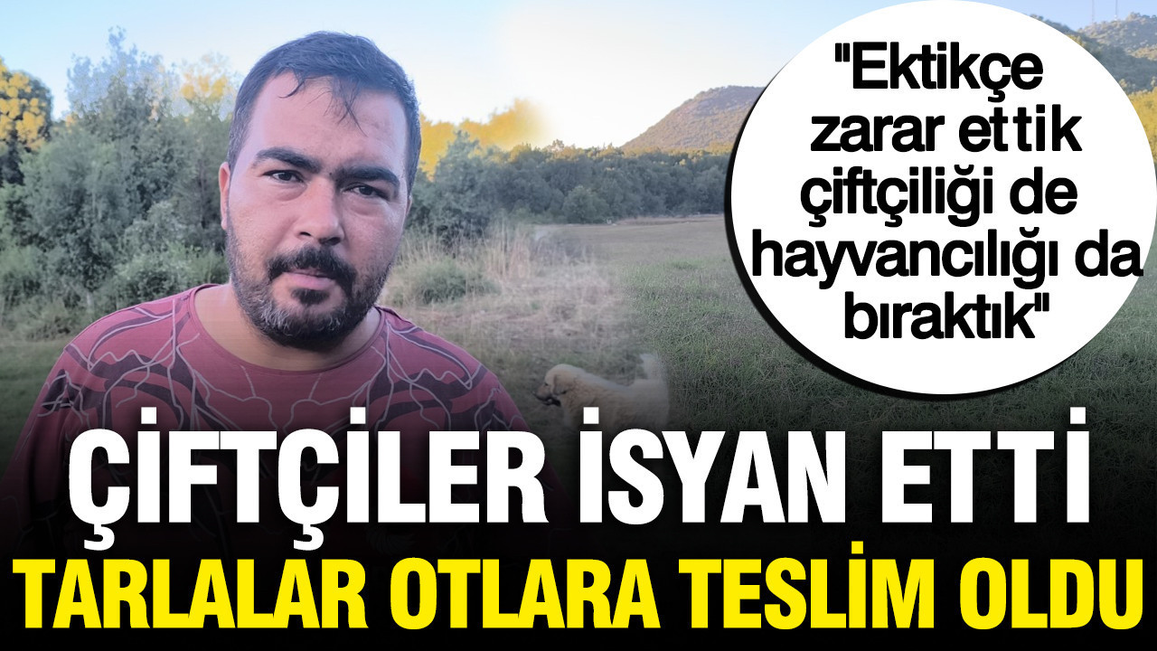 Yüksek maliyetler nedeniyle çiftçiler üretimi durdurdu: ”Ekmesem daha karlıyım”