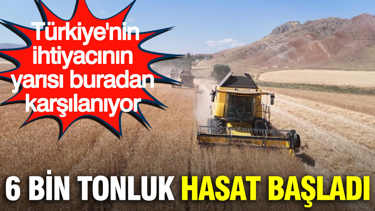 Türkiye’nin ihtiyacının yarısı buradan karşılanıyor: 6 bin tonluk hasat başladı